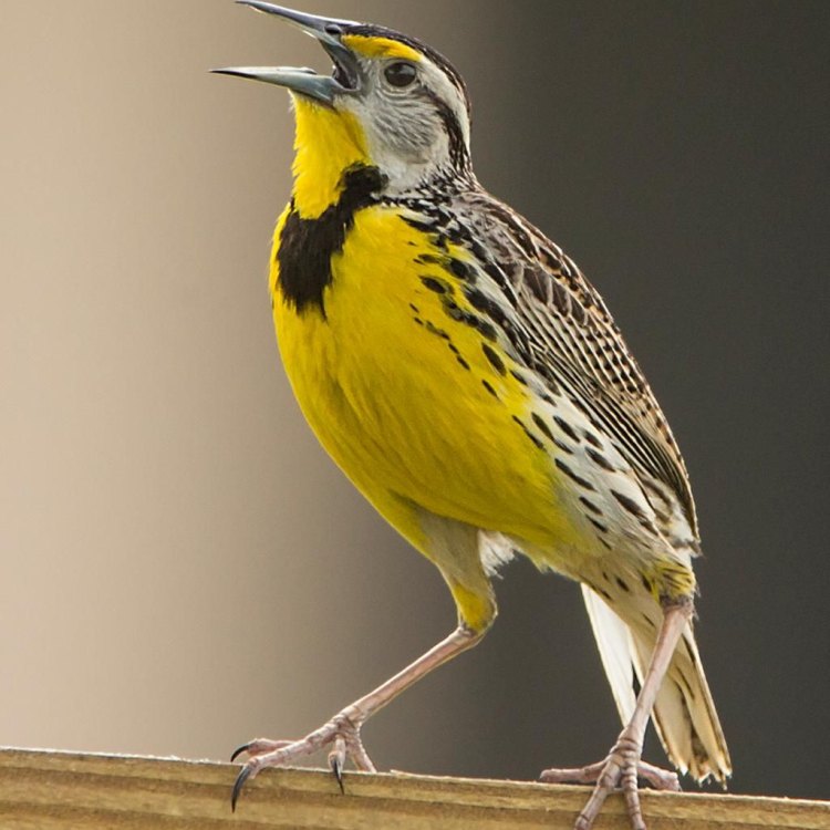 The Beautiful Eastern Meadowlark: A Charming Bird of Eastern and Central North America