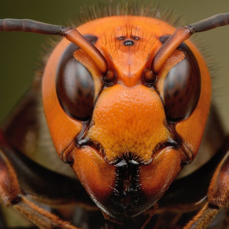 The Fierce and Fascinating Asian Giant Hornet