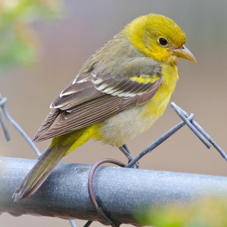 The Vibrant Western Tanager: A Jewel of Western North America