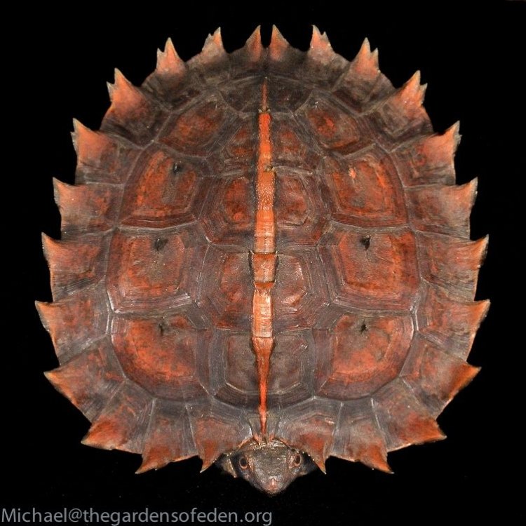 Welcome to the World of the Spiny Hill Turtle: A Majestic Creature of Southeast Asia