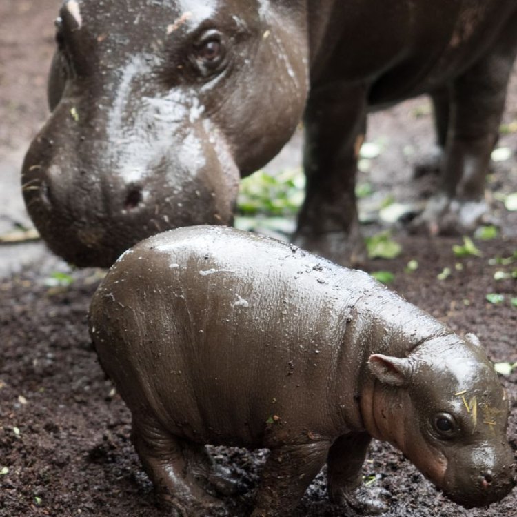 The Fascinating World of the Pygmy Hippopotamus