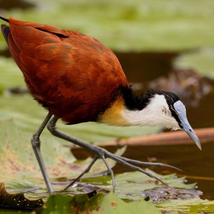 A Fascinating Exploration of the African Jacana: The King of Wetland Birds