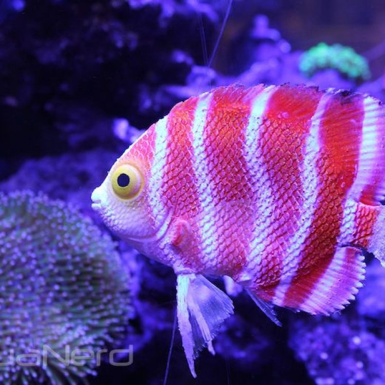 The Alluring Beauty of the Peppermint Angelfish: A True Jewel of the Pacific Ocean
