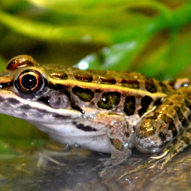 The Enigmatic Leopard Frog: A Master of Adaptability and Camouflage