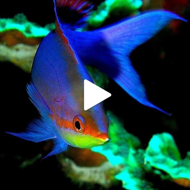 The Fascinating World of Fish: Exploring the Diversity of Aquatic Life