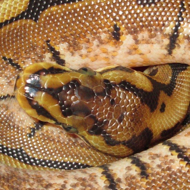 The Mysterious and Beautiful Spider Ball Python: A Creature of the African Rainforest