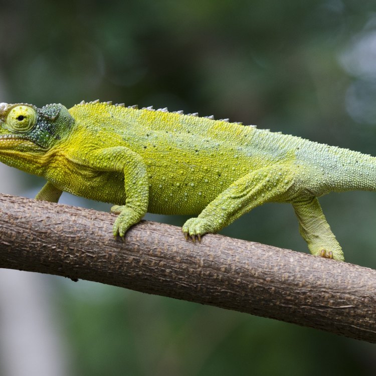 The Mysterious and Marvelous Jackson's Chameleon