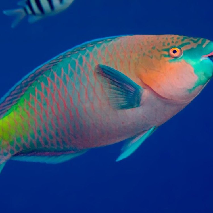 The Fascinating World of Parrotfish: A Colorful and Unique Species