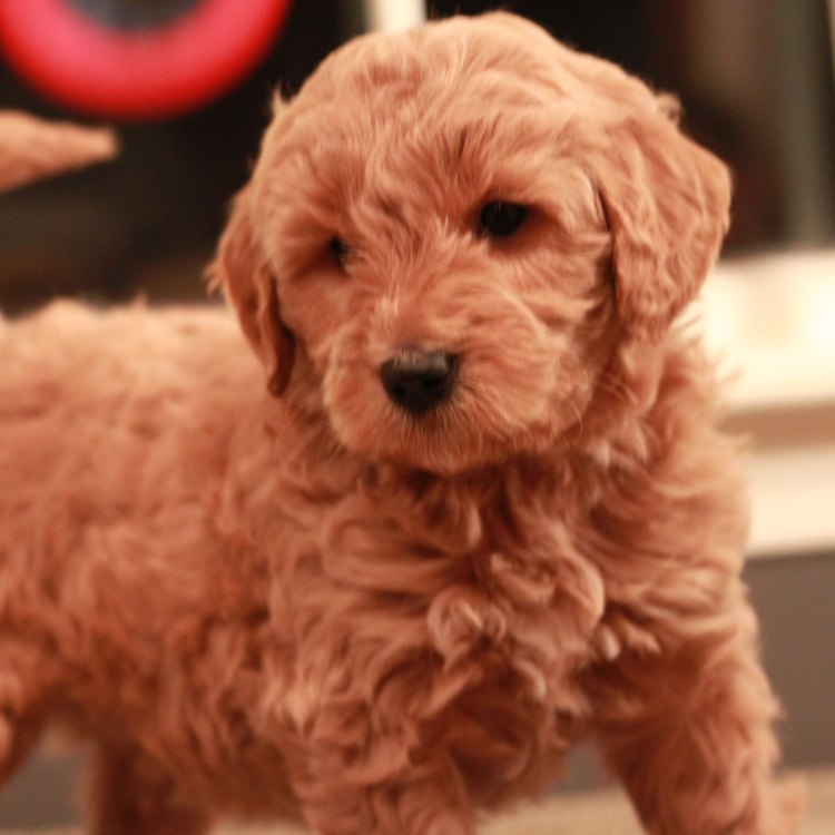 The Loyal and Loving Goldendoodle: A Perfect Blend of Golden Retriever and Poodle