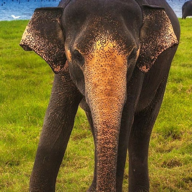 A Majestic Marvel: The Sri Lankan Elephant