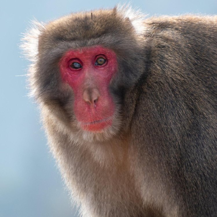 The Fascinating World of the Japanese Macaque