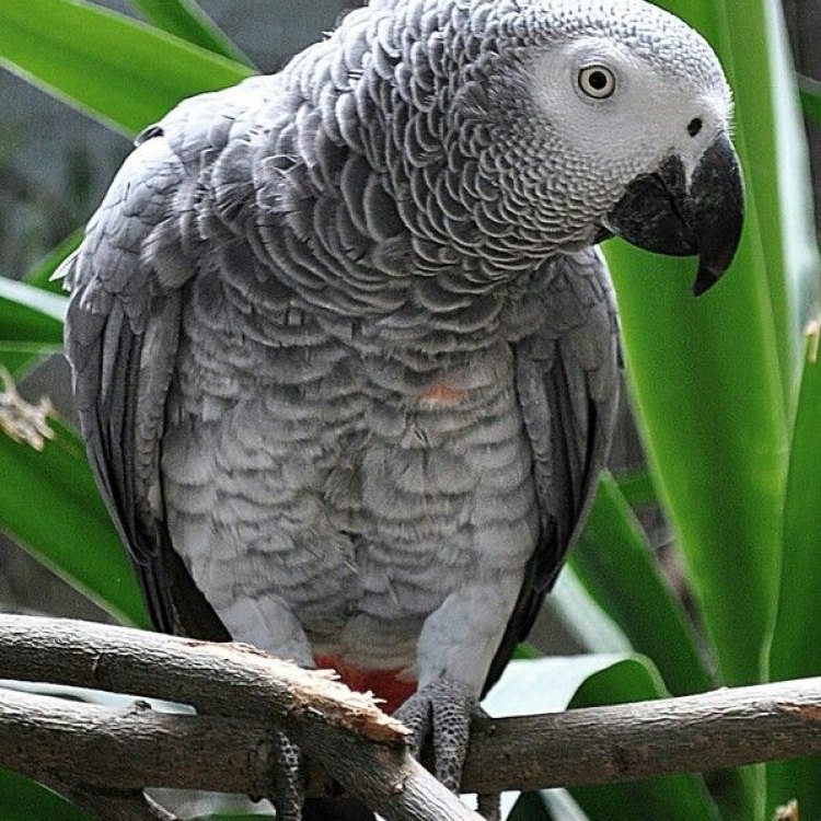 The Fascinating African Grey Parrot: A Unique Species of West and Central Africa