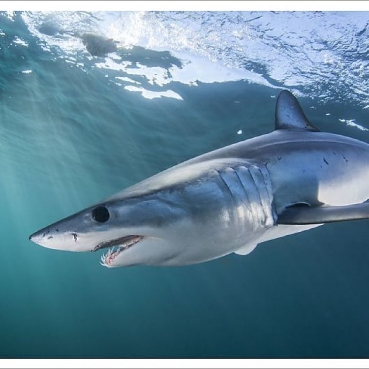A Majestic Creature of the Open Ocean: The Longfin Mako Shark