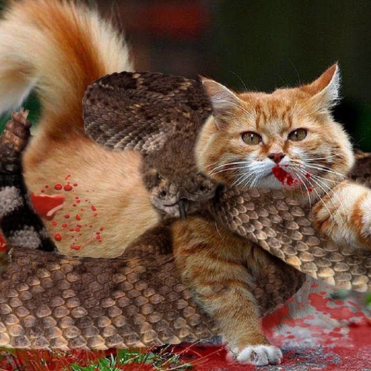 The Mystical Cat Snake: A Fascinating Creature from the African Savannahs