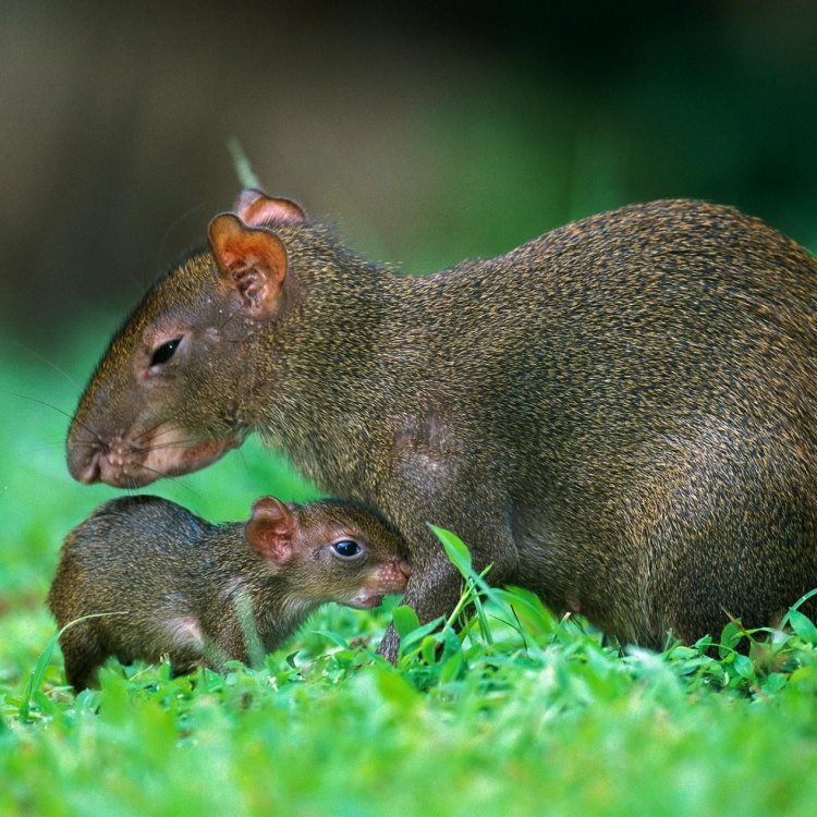 The Mysterious Agouti: A Fascinating Creature of the Tropical Forest