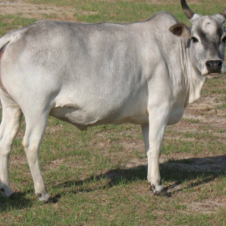 The Fascinating Zebu: A Remarkable Species Adapted for Life in Tropical Regions