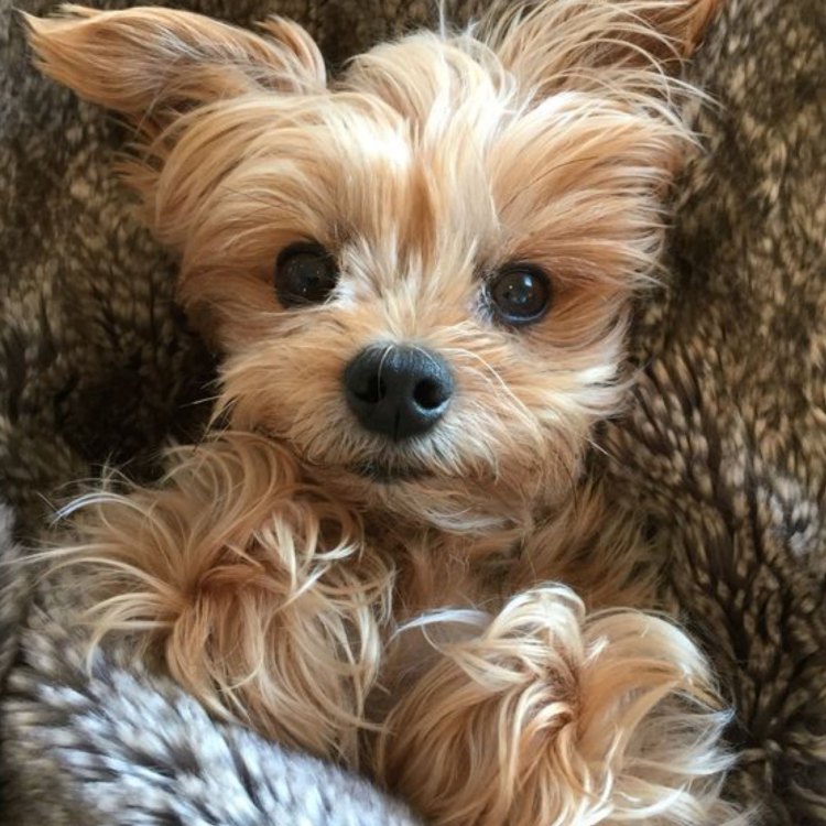 The Charming and Lovable Yorkshire Terrier: A Small but Mighty Companion