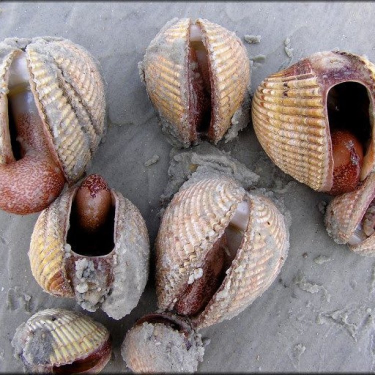 The Fascinating World of Cockles: Unveiling the Mystery Behind this Common Bivalve