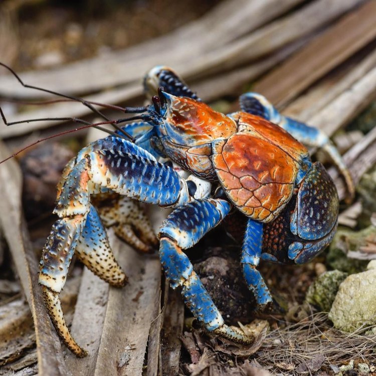 The Fascinating World of the Coconut Crab