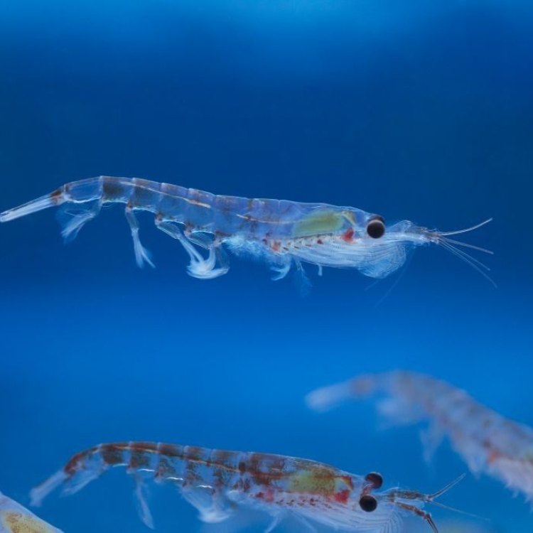 The Fascinating World of Krill: An Exploration of Antarctica's Small but Mighty Creatures