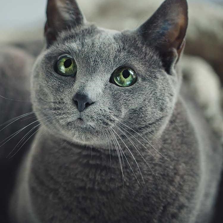 The Majestic Russian Blue Cat: A Unique and Elegant Feline