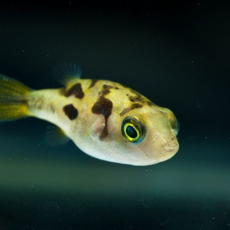 The Tiny But Mighty Pea Puffer: A Unique and Fascinating Fish from Southwest India
