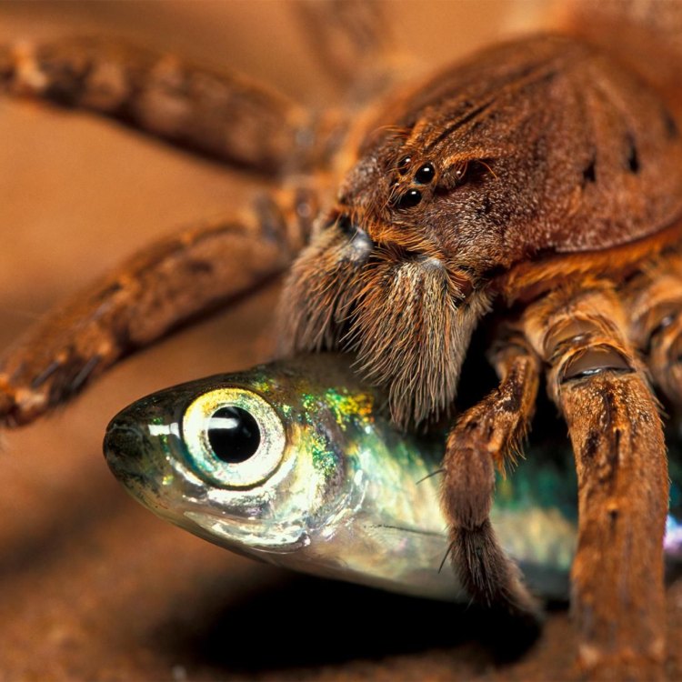 The Astonishing Fishing Spiders: Masters of the Freshwater Habitat