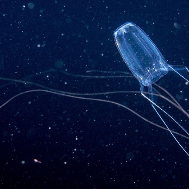 The Mysterious and Deadly Irukandji Jellyfish: An Enigma of the Ocean