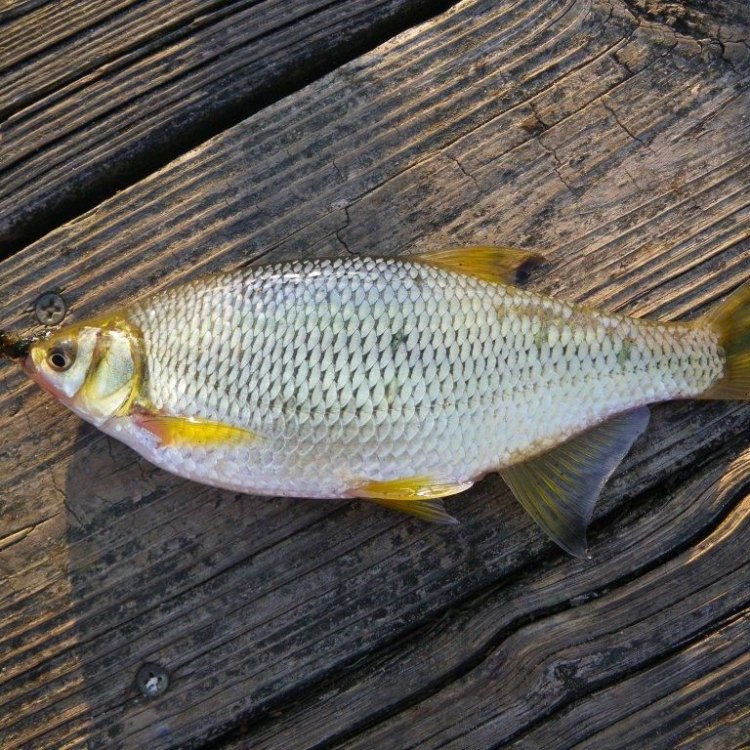 The Golden Shiner: The Golden Jewel of North America's Freshwaters