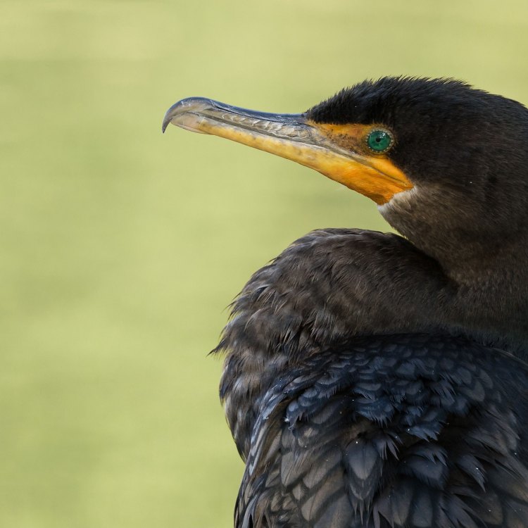 The Fascinating Cormorant: Masters of the Water World