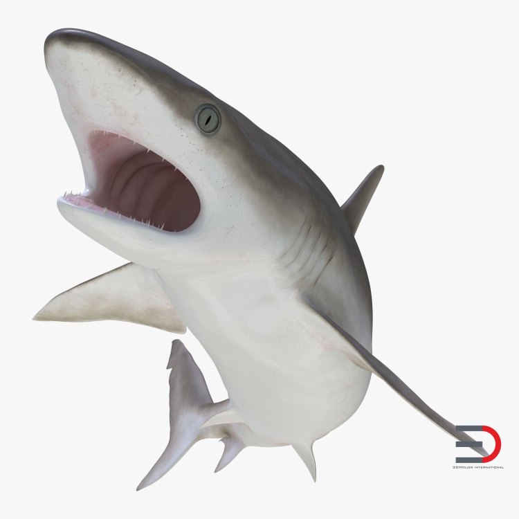 The Graceful Killer: An In-Depth Exploration of the Blacknose Shark