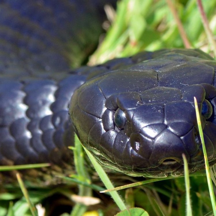 <strong>The Mysterious Tasmanian Tiger Snake: A Lost Legend</strong>