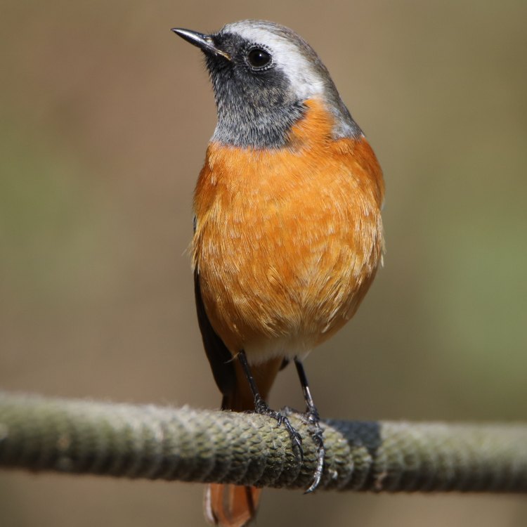 The Mysterious Redstart: A Hidden Gem in the English Countryside