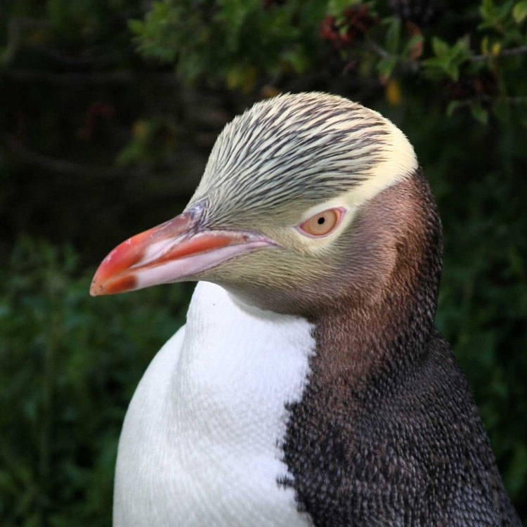 The Enigmatic Yellow Eyed Penguin - A Unique Species of New Zealand