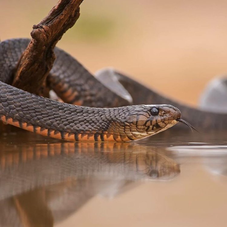 Texas Indigo Snake: The Mighty Serpent of the Southern and Western United States