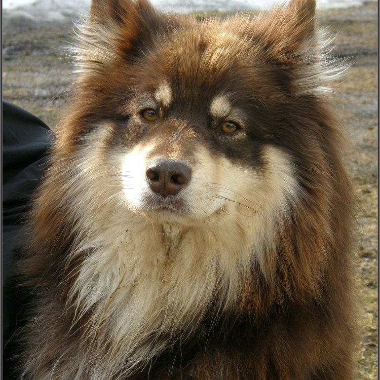 The Endearing Finnish Lapphund: A Perfect Blend of Intelligence and Affection