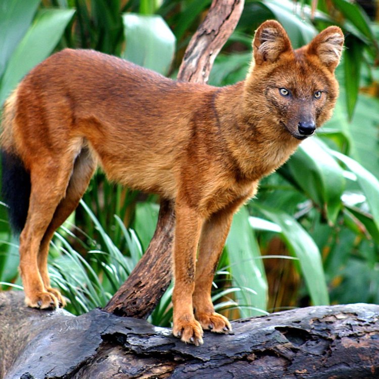 The Wild Canine: Dhole