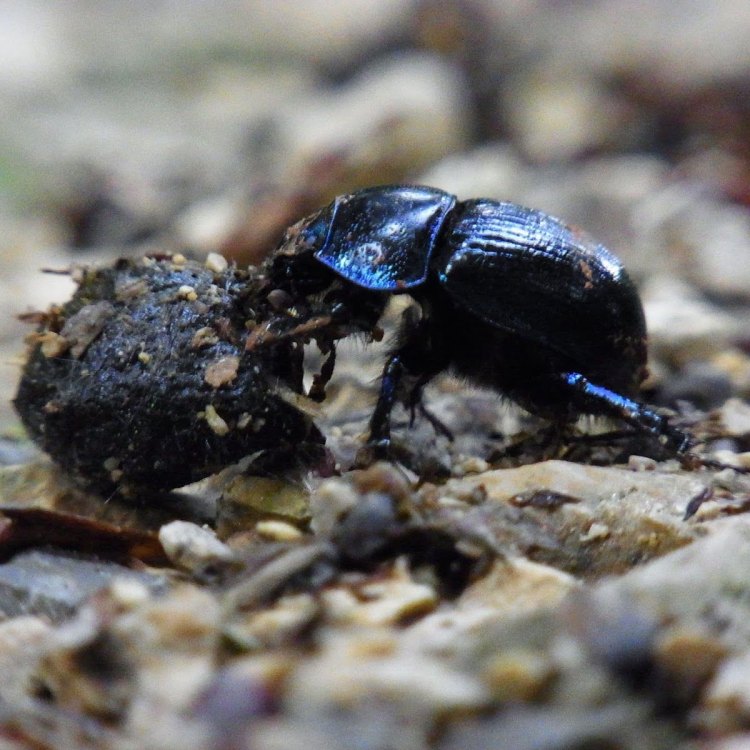 The Mighty Dung Beetle: Nature's Unsung Hero