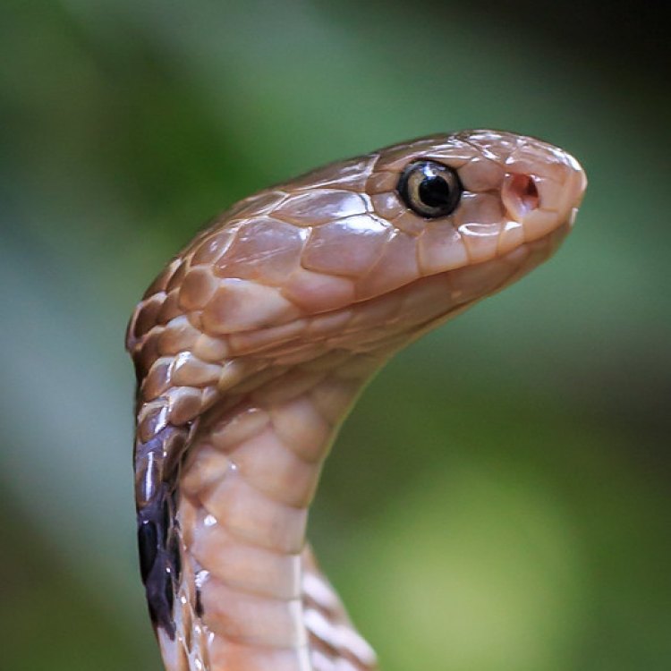 The Elusive Chinese Cobra: A Master of Adaptation and Survival