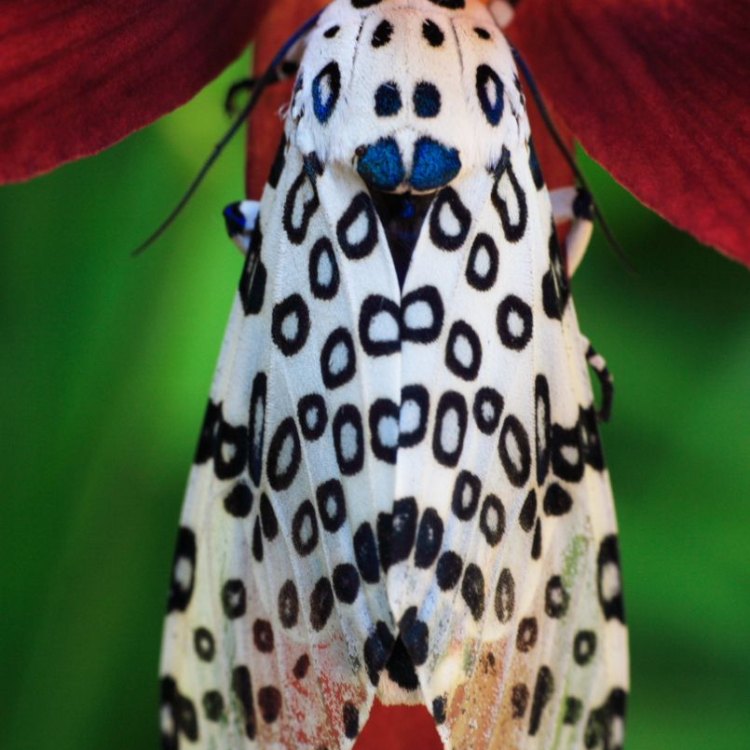 The Fascinating World of the Giant Leopard Moth