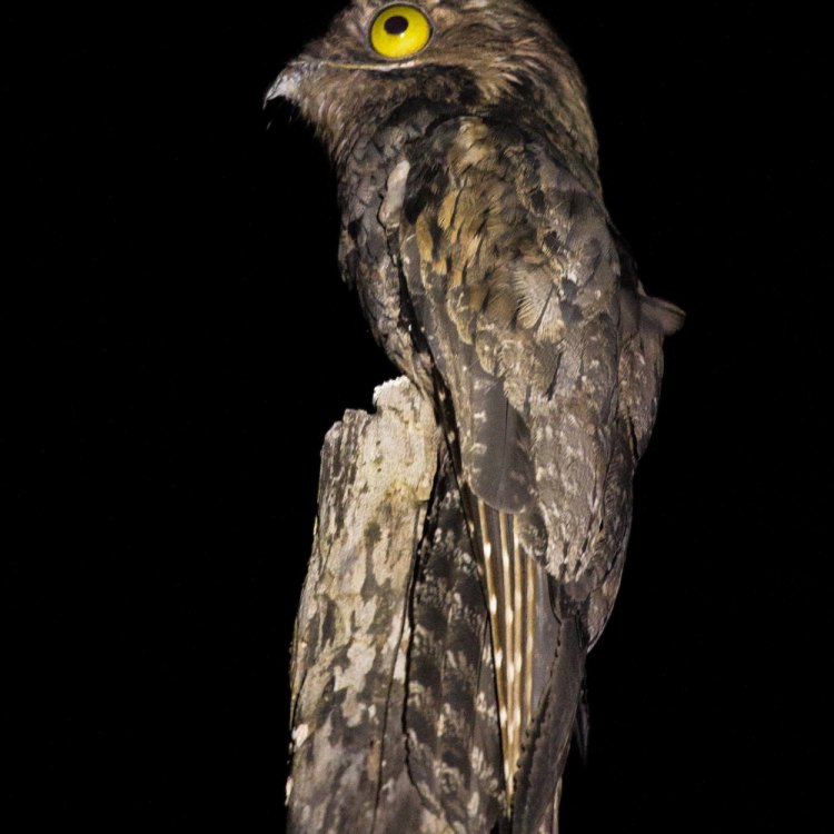The Fascinating World of the Northern Potoo