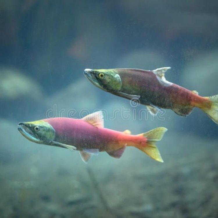 Kokanee Salmon: The Little-Known Beauty of North America's Freshwaters