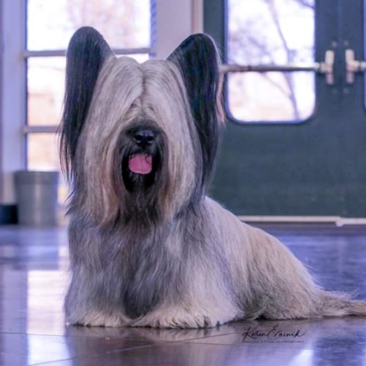 The Majestic and Loyal Skye Terrier: A True Canine Companion
