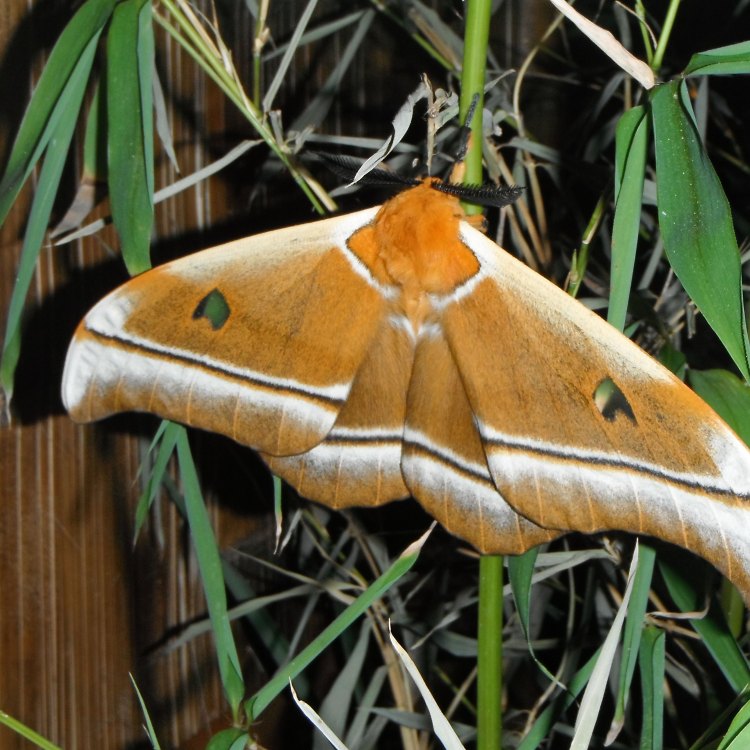 The Mysterious Madora Moth: A Unique Insect of Southern Africa