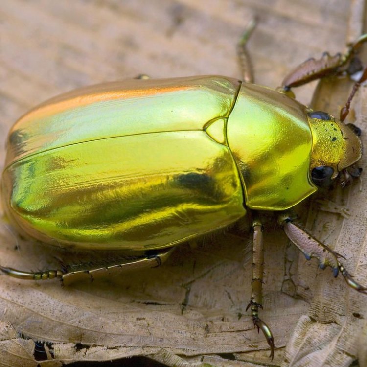 The Fascinating Scarab Beetle: A Tiny Creature with a Mighty Legacy
