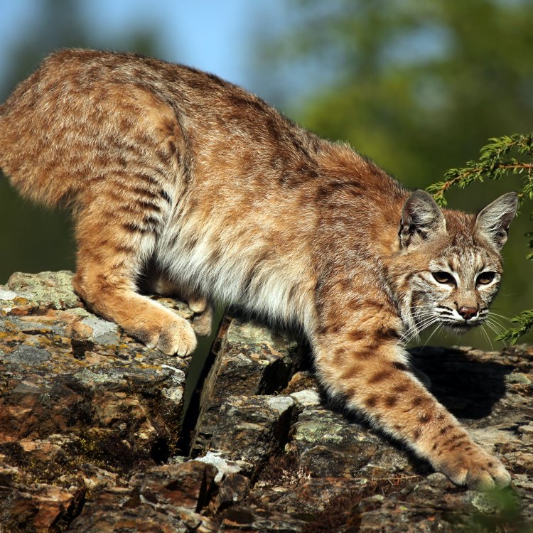 The Elusive Bobcat: Discovering the Mysterious Wild Cat of North America