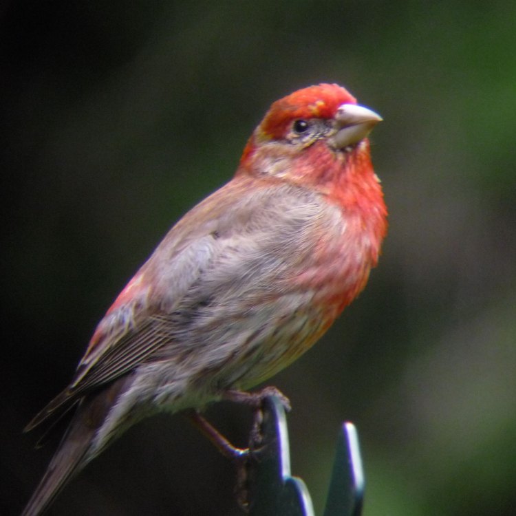 The Vibrant and Adaptable House Finch: A Common Bird in North America