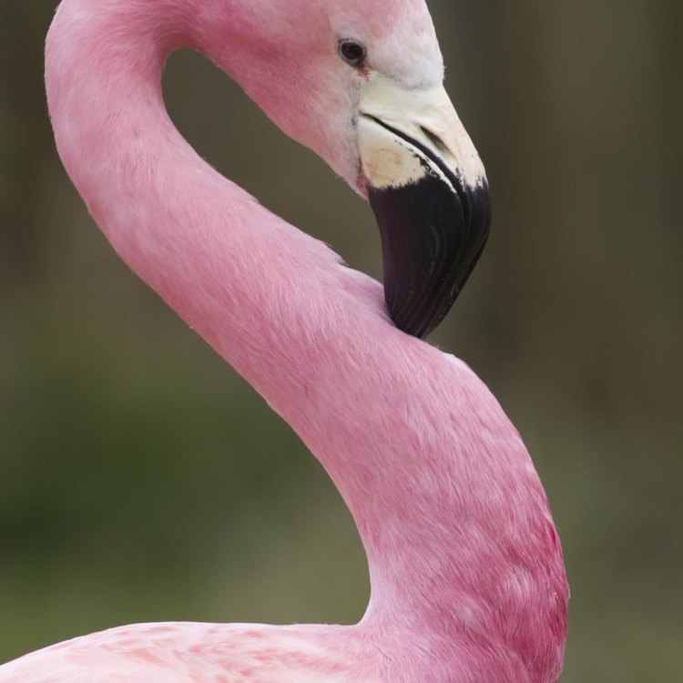 The Dazzling Flamingo: Discovering the Graceful Bird of Tropical Wetlands