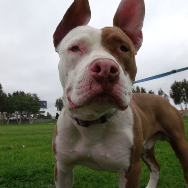 The Fascinating World of the American Pit Bull Terrier