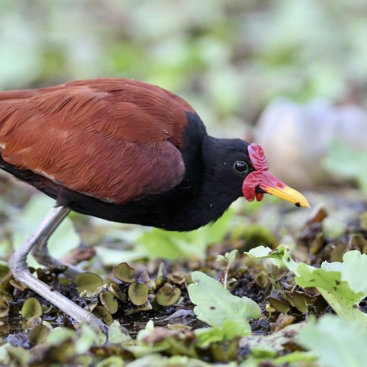 The Wattled Jacana: A Colorful and Elegant Waterbird